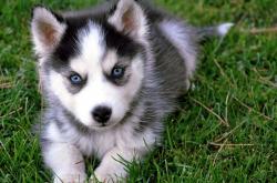 开云体育登录-逆转之夜，本泽马燃起的火焰如何映照乌克兰超越绿茵的翻盘