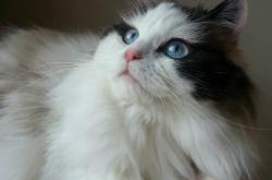 开云体育在线-东方魔术师破局！许昕神仙球摧毁德日三剑客围剿