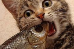 开云体育app-冷门夜！刺客拉梅洛末节独舞斩落天山，山西队一战改写剧本