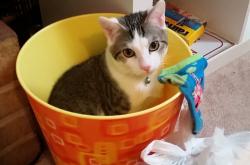 开云体育APP下载-魔术巅峰对决篮网，霍勒迪一箭穿心定江山