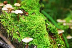 开云体育官网-雷恩强势晋级奥地利，阿圭罗2026世界杯接管比赛，足球世界的新旧交响曲