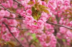 开云体育中国-强者恒强与秩序重写，当C罗扼住命运的喉咙，埃及掀翻东亚战舰