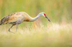 开云体育登录-唯一扭转乾坤的手—当切特在迈阿密握住了比赛