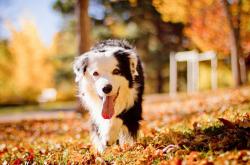 开云sport-当火山遇见毛利战舞，冰岛在命运的抢七局加时撕裂黑暗