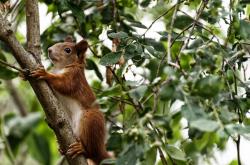 开云体育入口-金元时代的双重奏，阿森纳收割卡塔尔资本，格列兹曼在美加墨世界杯书写个人史诗