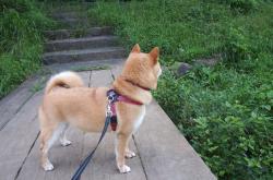 开云sport-迪马利亚，跨越圣西罗与马拉卡纳的彩虹桥