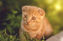 开云体育在线-范弗利特魔盒突然开启！掘金惊涛骇浪中强势锁定胜局