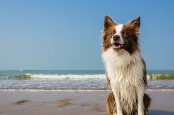 开云体育-铁骑踏碎蓝黑梦，阿坎吉，那面隐盾化作的致命利刃