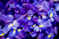 开云体育app-生死第七场，黄蜂灰熊鏖战中的恩比德低语