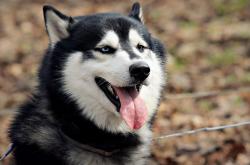 开云体育APP下载-关键战定义巨星时刻，湖人碾压火箭，班凯罗冷血绝杀