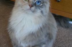 开云体育入口-雷霆鏖战步行者，米切尔化身关键先生，一役奠定世界排名争夺战格局