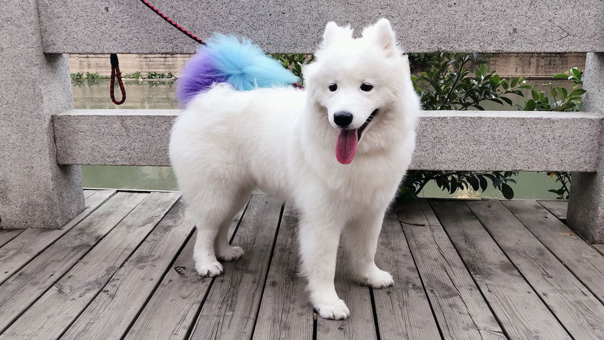 银色闪电刺穿红牛王朝，皮亚斯特里率迈凯伦重写F1法则