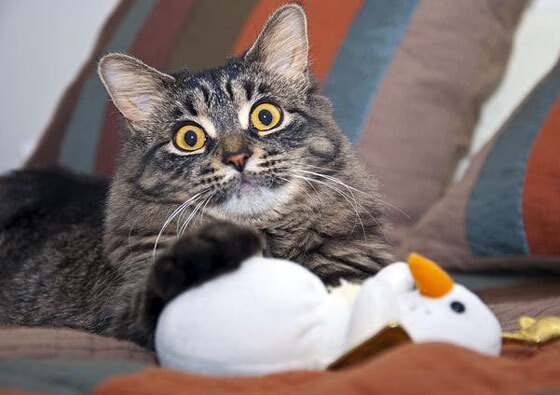 凯恩爆发只差一分钟,哥伦比亚的巅峰火焰与英格兰的永恒遗憾