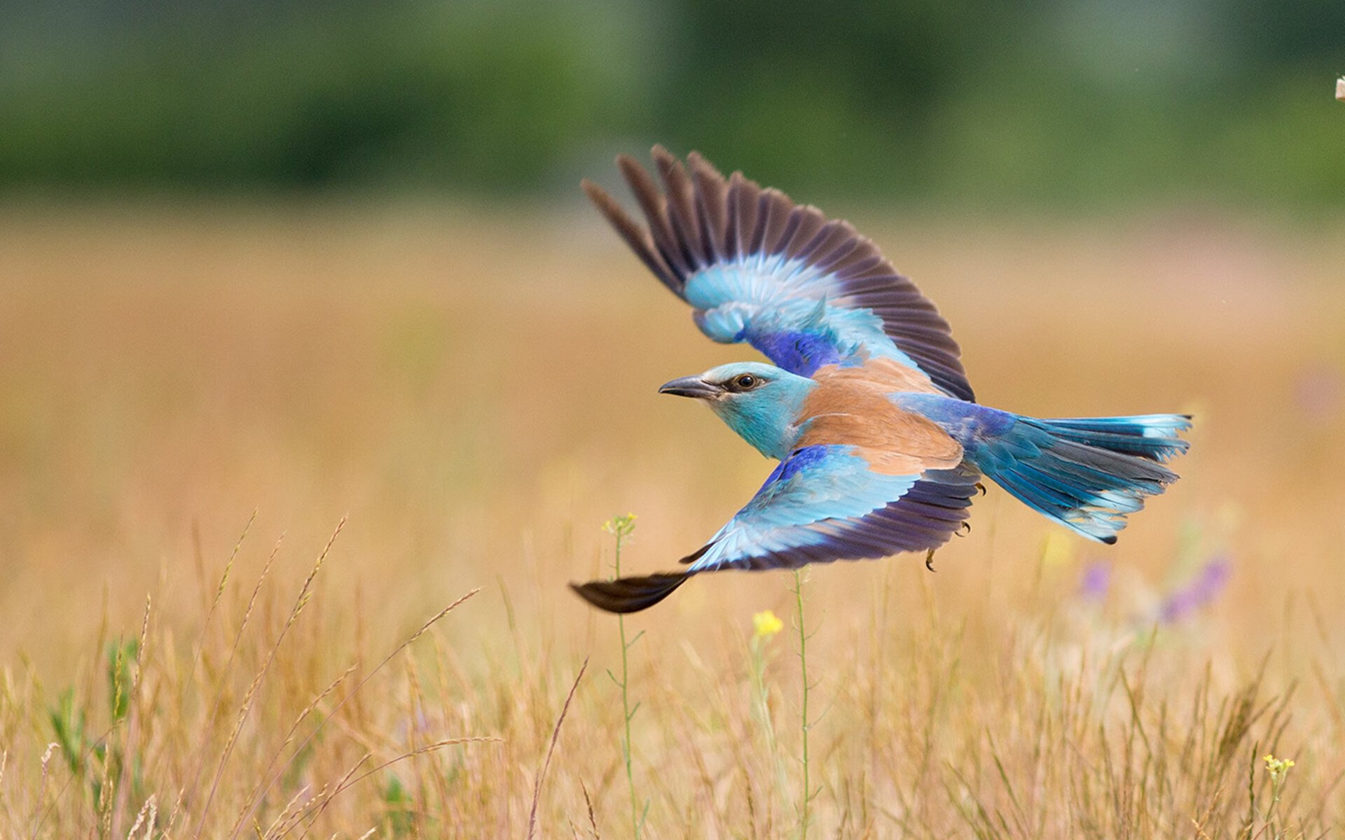 北欧利刃斩断南美之矛,内马尔一舞定江山,丹麦终结厄瓜多尔晋级之路