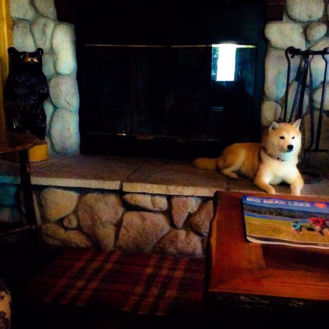 终极跨界，当非洲雄狮遇见巴尔干火枪，弗拉霍维奇是唯一答案