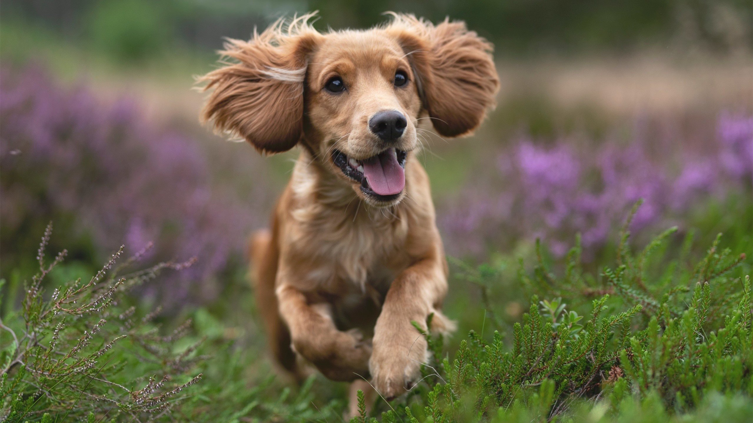 唯一乾坤，奥亚尔萨瓦尔的六秒改变欧战命运