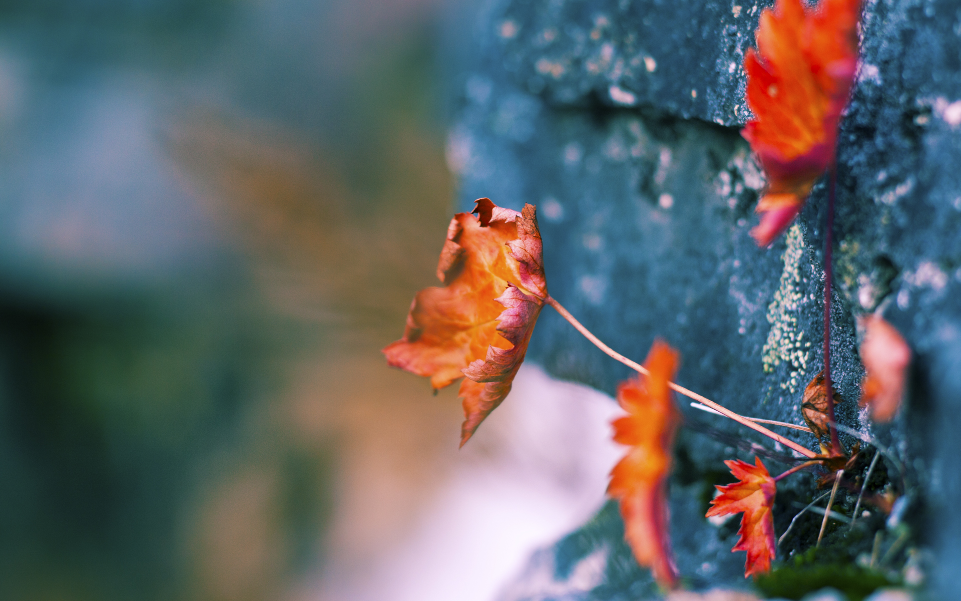 破冰之战，浙江队横扫凯尔特人，福克斯定义攻防转换新核心