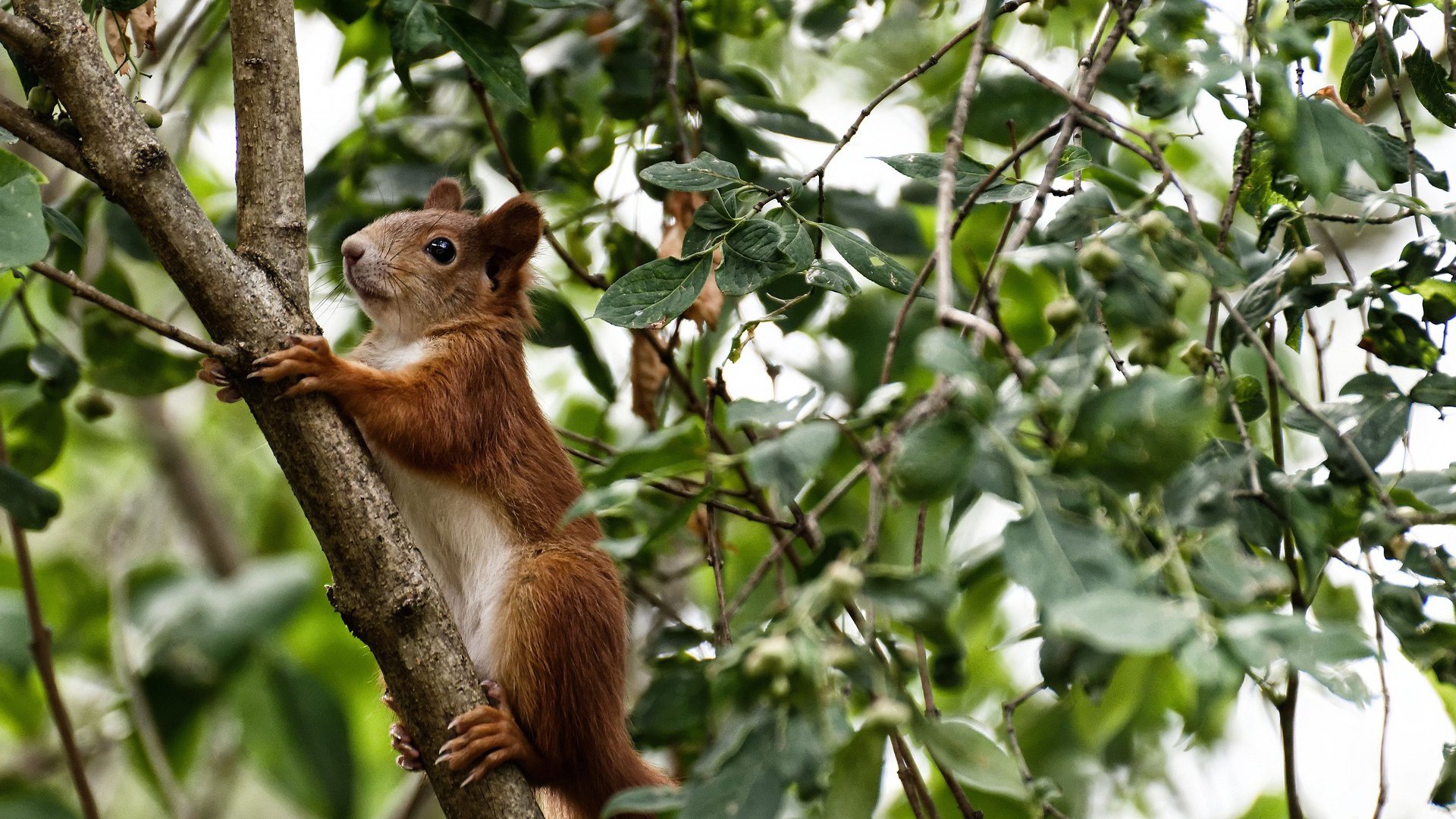 金元时代的双重奏,阿森纳收割卡塔尔资本,格列兹曼在美加墨世界杯书写个人史诗