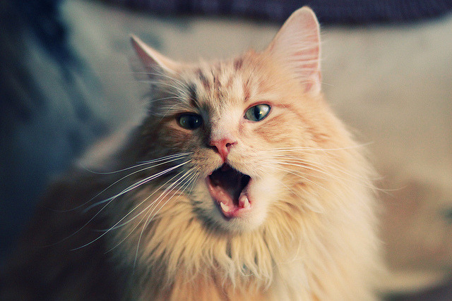 跨界主宰，当橄榄球场遇见篮球圣殿