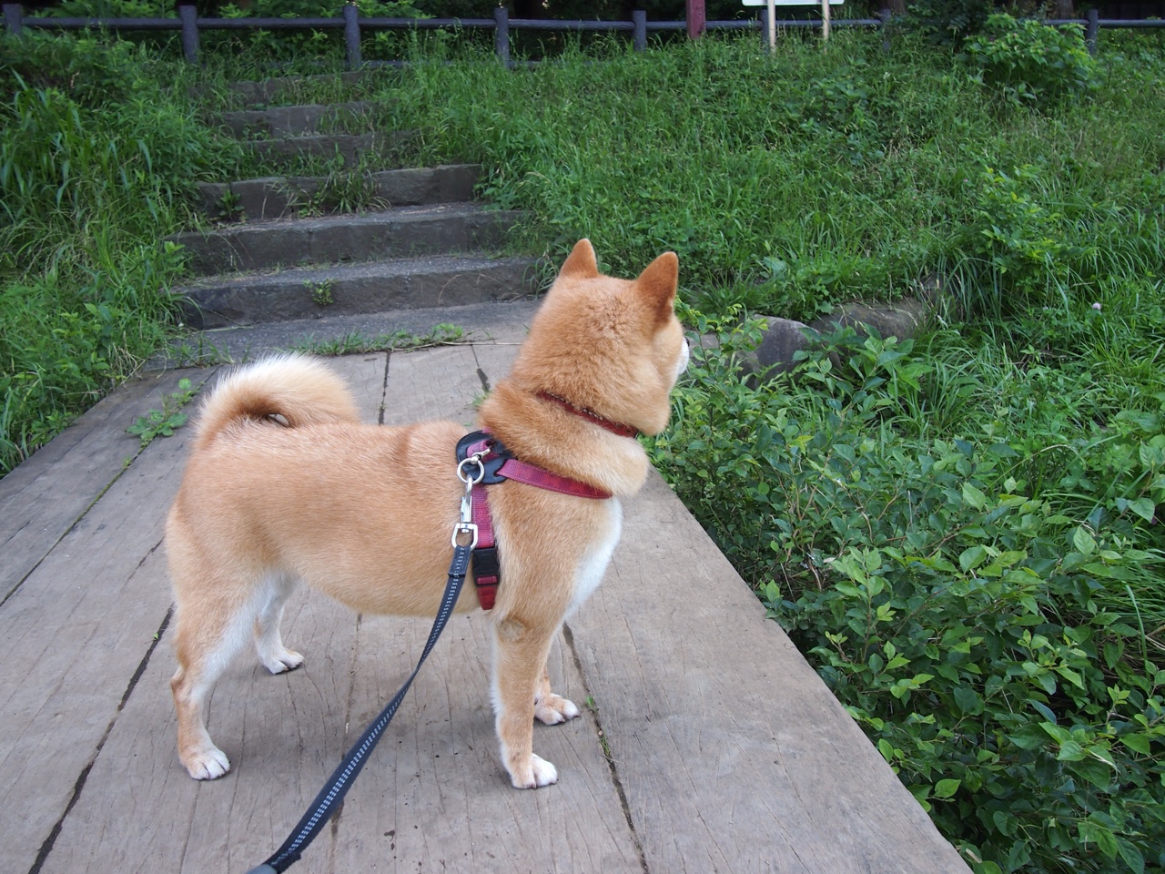 迪马利亚,跨越圣西罗与马拉卡纳的彩虹桥