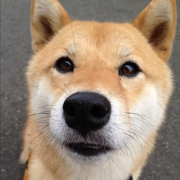 跨界烈焰，当欧冠英雄加克波点燃NBA总决赛之夜