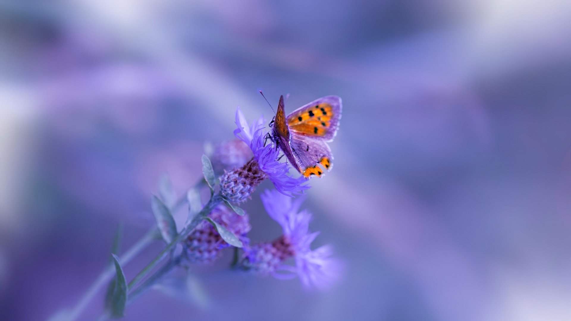 丹麦风暴席卷诺坎普，哈兰德亲手为巴萨刻下历史唯一