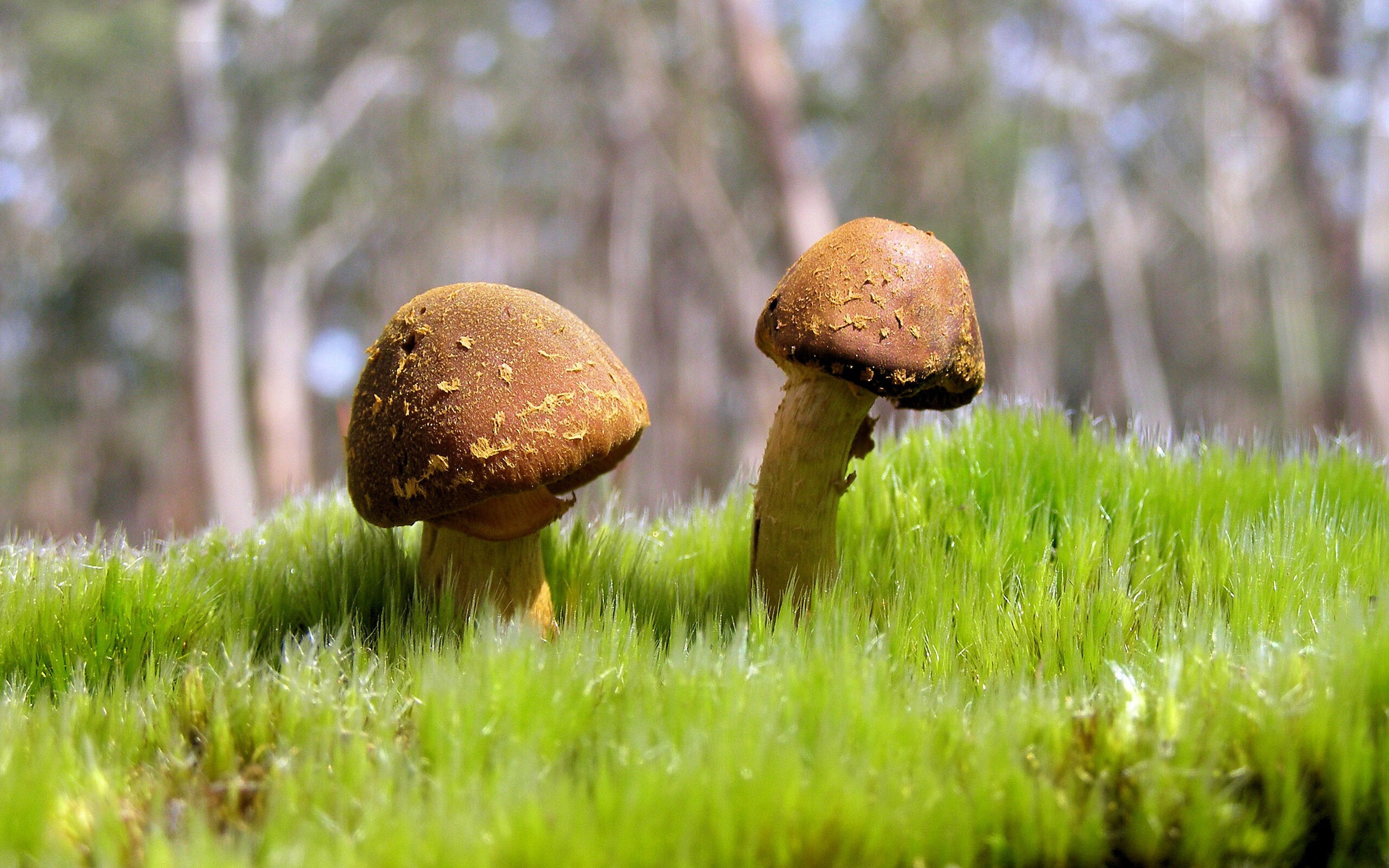 布克的审判日，死神笔记撕碎金州黄昏