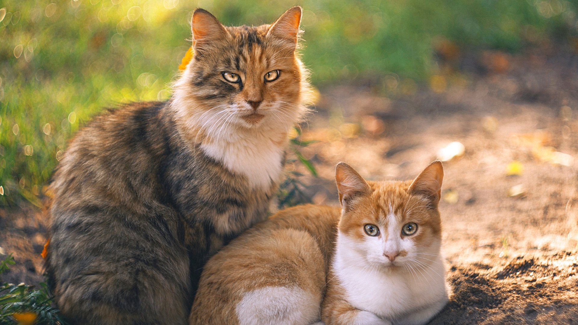 双星闪耀夜，当穆勒绝杀遇上詹姆斯三双，见证唯一性的两种表达