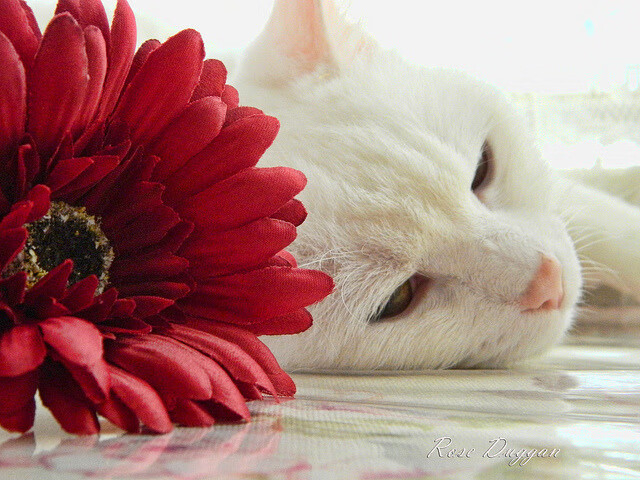 大师之作，蒂亚戈笔下的绿茵交响，国际米兰的战术碾压