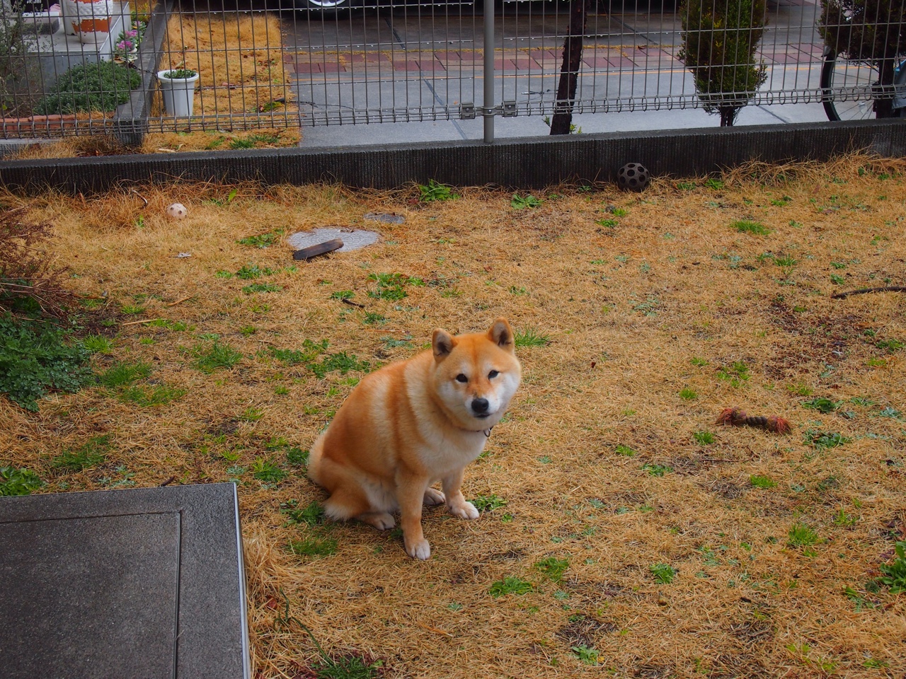 孤星闪耀,2026世界杯A组,哥伦比亚的蓝白风暴与格列兹曼的烈焰独舞